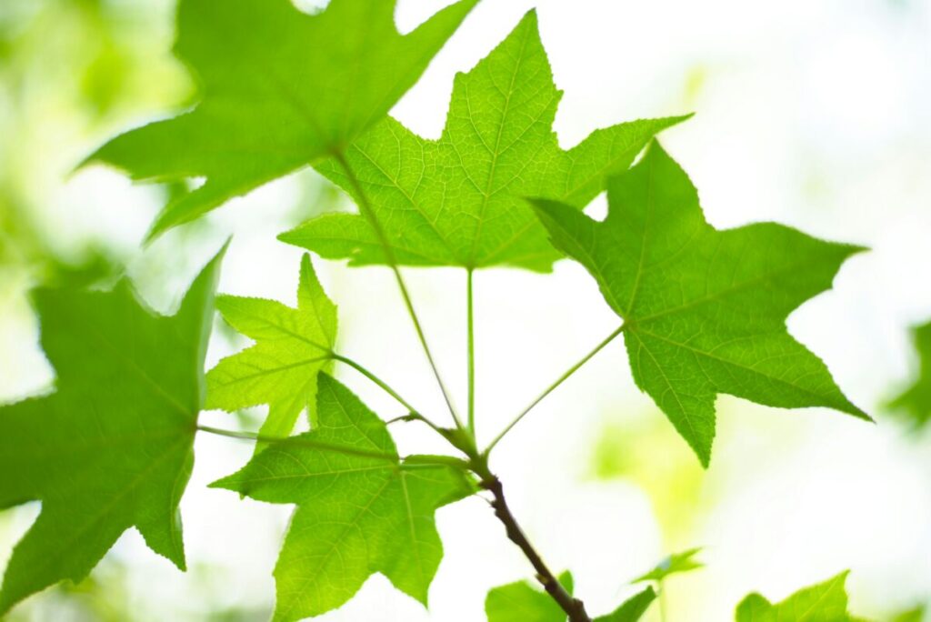Groene bladeren